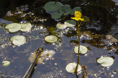 Utricularia australis