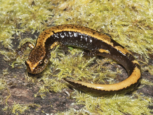 Van Dyke's Salamander