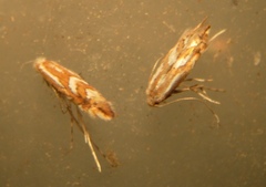 Phyllonorycter blancardella group