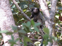 Callithrix penicillata