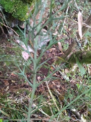 Colletia spinosissima