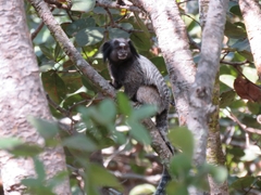 Callithrix penicillata