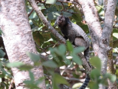 Callithrix penicillata