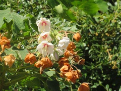 Dombeya burgessiae