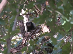 Callithrix penicillata