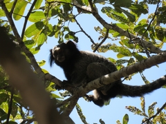 Callithrix penicillata