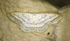 Scopula ancellata