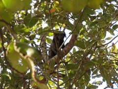 Callithrix penicillata