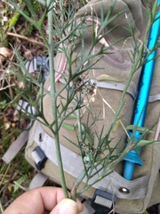 Colletia spinosissima