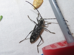 Sarosesthes fulminans