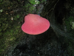 Media resource of Fistulina hepatica