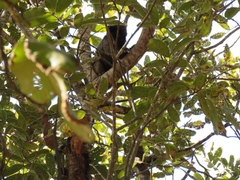 Callithrix penicillata