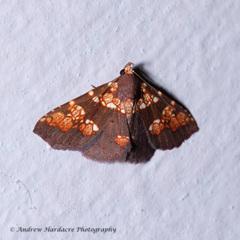 Saroba pustulifera