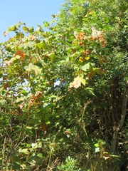 Dombeya burgessiae