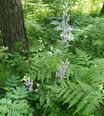 Aconitum septentrionale
