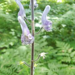 Aconitum septentrionale