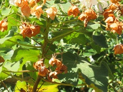 Dombeya burgessiae