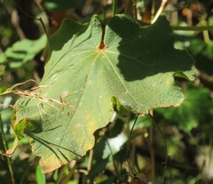 Dombeya burgessiae