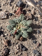 Glyptopleura marginata