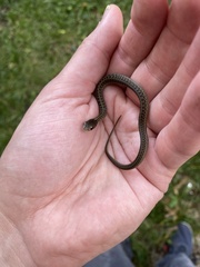 Thamnophis sirtalis