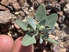 Chenopodium incanum