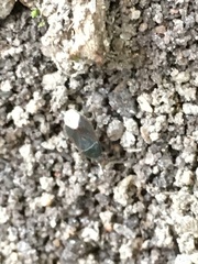 Stygnocoris