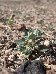 Chenopodium incanum