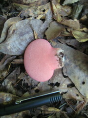 Fistulina hepatica image