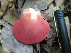 Fistulina hepatica image