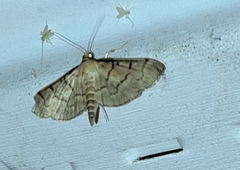 Herpetogramma theseusalis