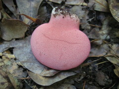 Fistulina hepatica image