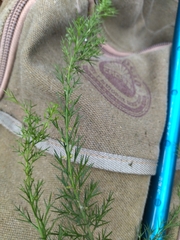 Colletia spinosissima