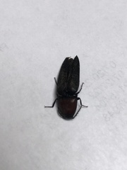 Ampedus rubricollis