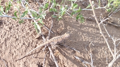 Phrynocephalus przewalskii