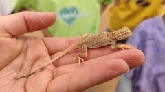 Phrynocephalus przewalskii