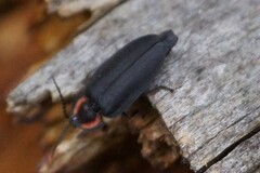 Ellychnia alexanderi