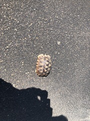 Centrochelys sulcata