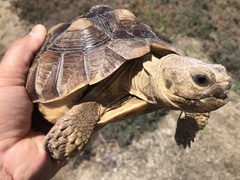 Centrochelys sulcata