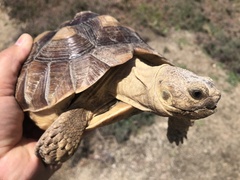 Centrochelys sulcata