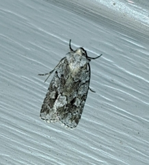 Sympistis dentata
