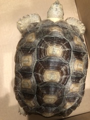 Centrochelys sulcata