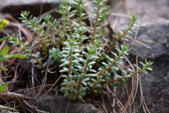 Sedum cockerellii
