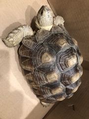 Centrochelys sulcata