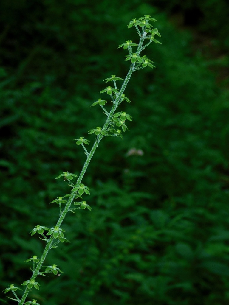 Melanthium parviflorum (Melanthium parviflorum)