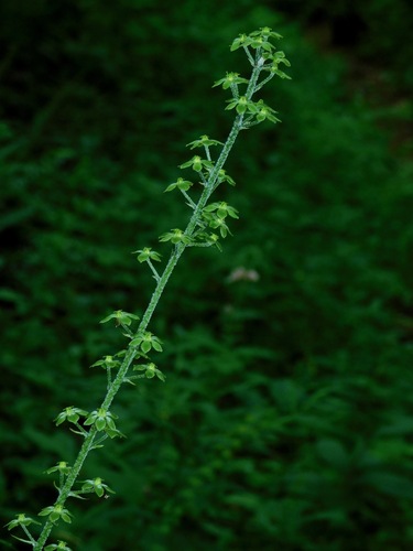 Melanthium parviflorum (Melanthium parviflorum)