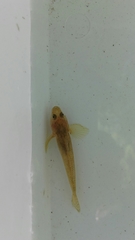 Cottus gobio