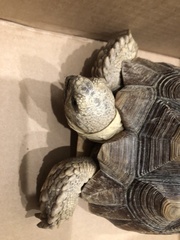 Centrochelys sulcata