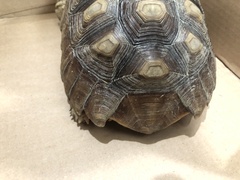 Centrochelys sulcata