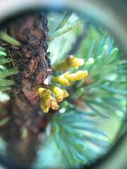 Arceuthobium pusillum