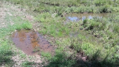 Eleocharis carniolica